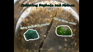 How To Culture Daphnia and Moinas using Green Water Spirulina powder [upl. by Aurelius]