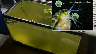 Raising Daphnia for the Freshwater Aquarium [upl. by Antonietta]