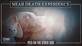 Near Death Experience Stories  Reunited with Pets [upl. by Bethel]