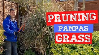 How and When To Prune Pampas Grass  Cortaderia selloana [upl. by Siroval]