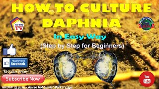 HOW TO CULTURE DAPHNIA In Easy Way [upl. by Bonine]